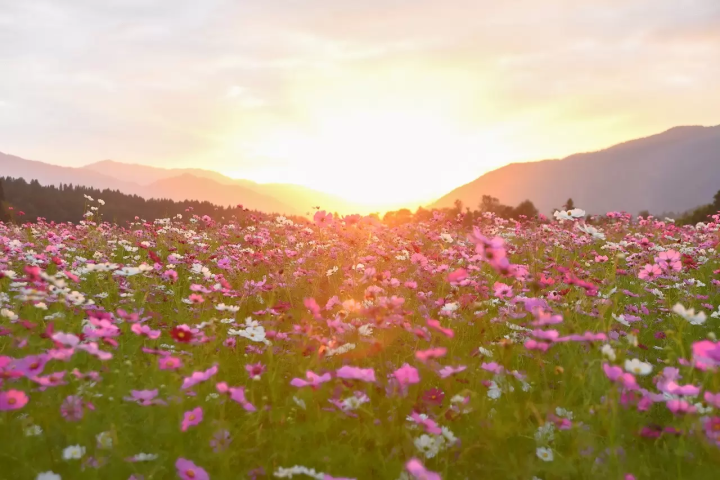 단풍 명소를 둘러싼 후쿠이·카츠야마의 자전거 여행~카츠야마역에서 편리한 E-bike 렌터사이클