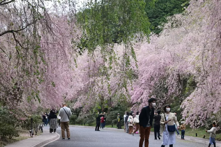 [Shiga] Gold-Guide's recommended way to spend time at the Miho Museum
