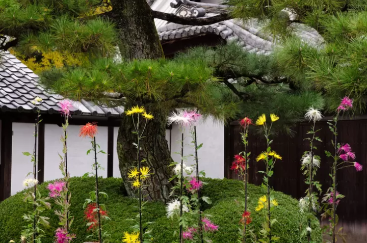 【京都】厭倦了人潮擁擠的熱門旅遊勝地嵐山，推薦您前往大覺寺