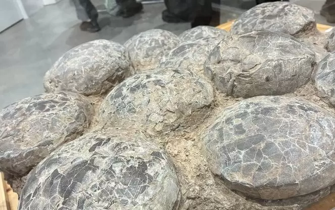 ฟอสซิลรังไข่ไดโนเสาร์ ฟอสซิลขนาดใหญ่มาก 