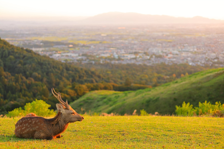[奈良] 介紹距離京都僅一小時車程的歷史名城奈良