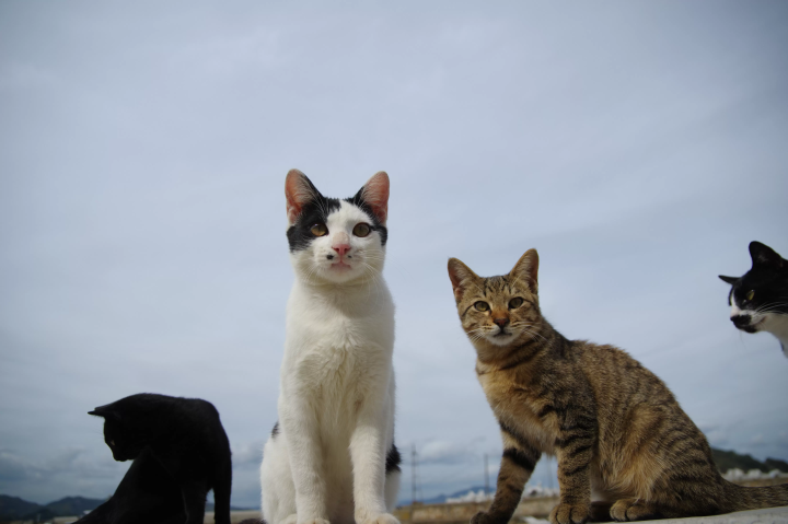 [ทะเลเซโตะใน] ยินดีต้อนรับสู่ทิวทัศน์อันผ่อนคลายของผืนน้ำอันงดงามของทะเลเซโตะในและเกาะต่างๆ มากมาย!