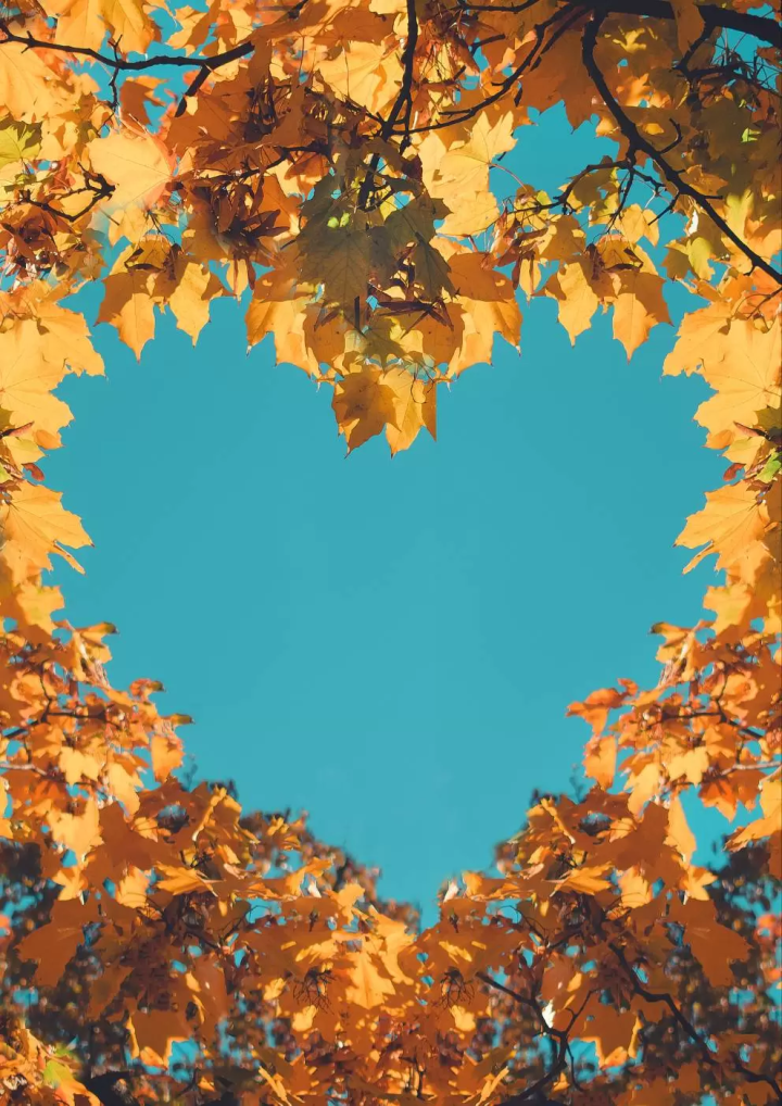 [Kanto area] Let's go see the autumn kochia! 4 popular spots we definitely recommend🍁