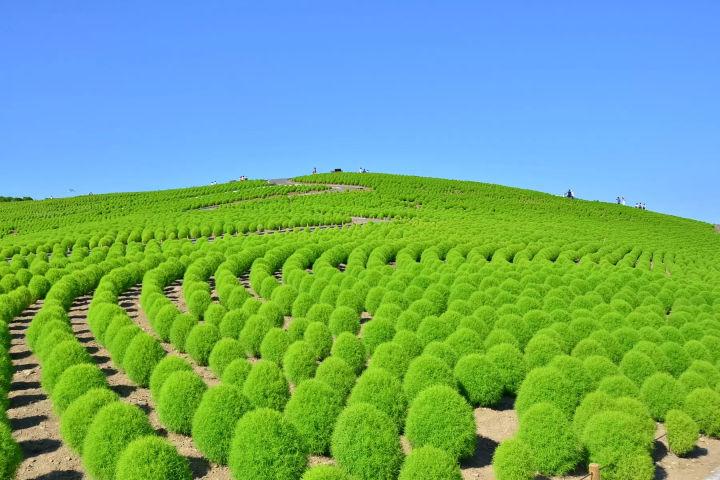 [Kanto area] Let's go see the autumn kochia! 4 popular spots we definitely recommend🍁