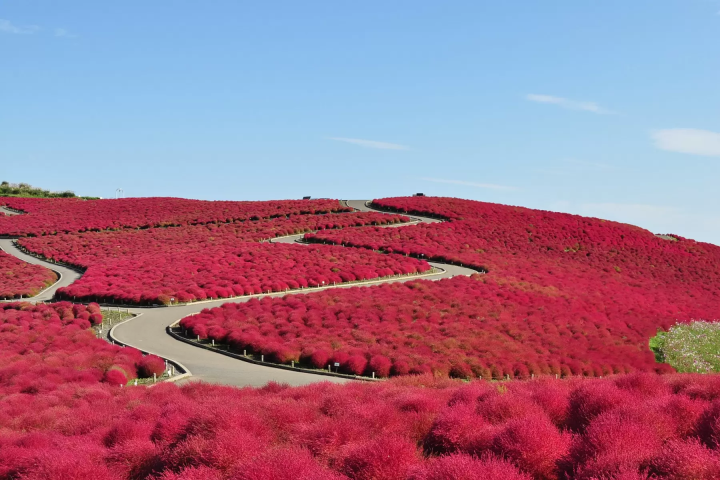 [Kanto area] Let's go see the autumn kochia! 4 popular spots we definitely recommend🍁