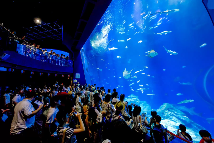 [Kanto area] Let's go see the autumn kochia! 4 popular spots we definitely recommend🍁