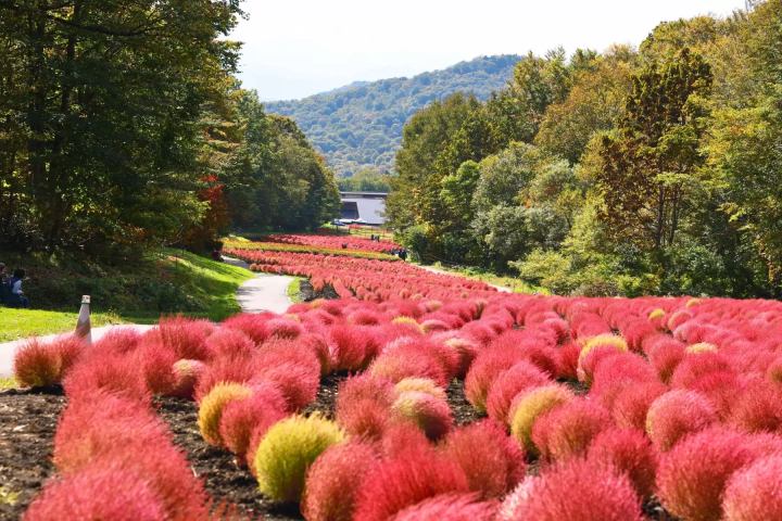 [Kanto area] Let's go see the autumn kochia! 4 popular spots we definitely recommend🍁