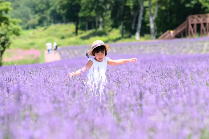 [Kanto area] Let's go see the autumn kochia! 4 popular spots we definitely recommend🍁