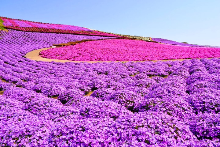 [Kanto area] Let's go see the autumn kochia! 4 popular spots we definitely recommend🍁