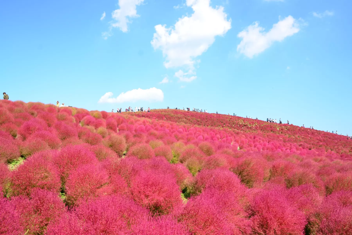[Kanto area] Let's go see the autumn kochia! 4 popular spots we definitely recommend🍁