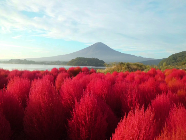 [Kanto area] Let's go see the autumn kochia! 4 popular spots we definitely recommend🍁
