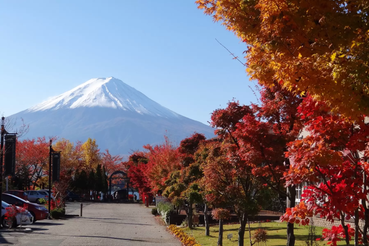 [Kanto area] Let's go see the autumn kochia! 4 popular spots we definitely recommend🍁