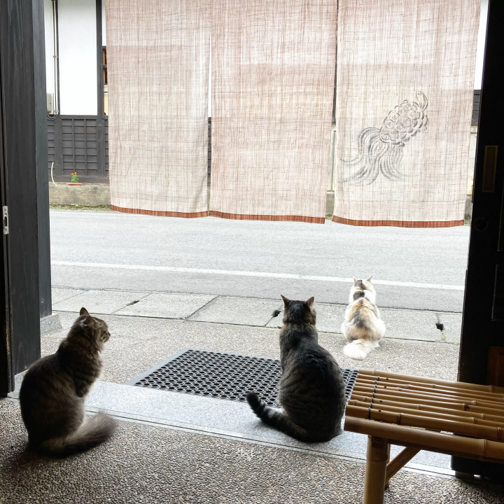 旅馆的吉祥物猫<br>