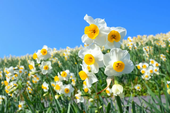 Narcissus in Japan