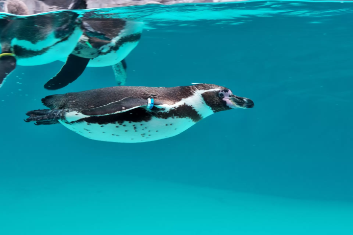 [2025] Recommended for traveling with children! 8 aquariums and zoos in Kansai