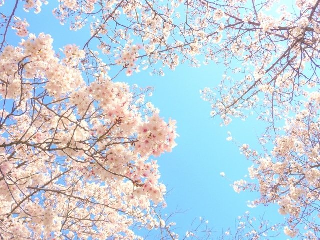 Enjoy Naruko Onsen in spring! Introducing famous cherry blossom and canola flower viewing spots and recommended accommodations