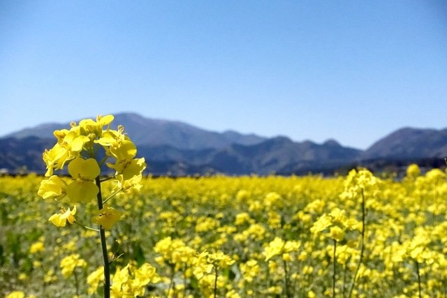 春天来鸣子温泉游玩！樱花、油菜花的赏花胜地及推荐住宿地介绍