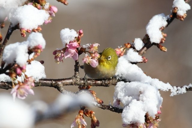 春天来鸣子温泉游玩！樱花、油菜花的赏花胜地及推荐住宿地介绍