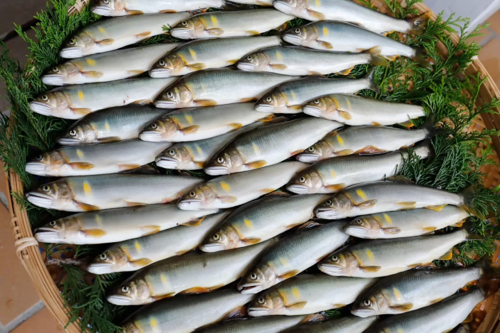 Experience Autumn Tradition at Gero Onsen｜Hiburi Fishing