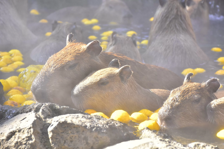 Get up close and personal with animals! A comprehensive guide to Izu Shaboten Zoo