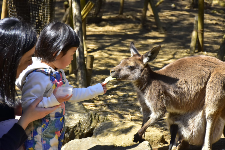 Get up close and personal with animals! A comprehensive guide to Izu Shaboten Zoo