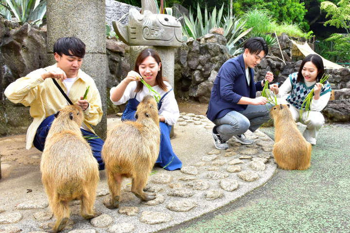 Get up close and personal with animals! A comprehensive guide to Izu Shaboten Zoo