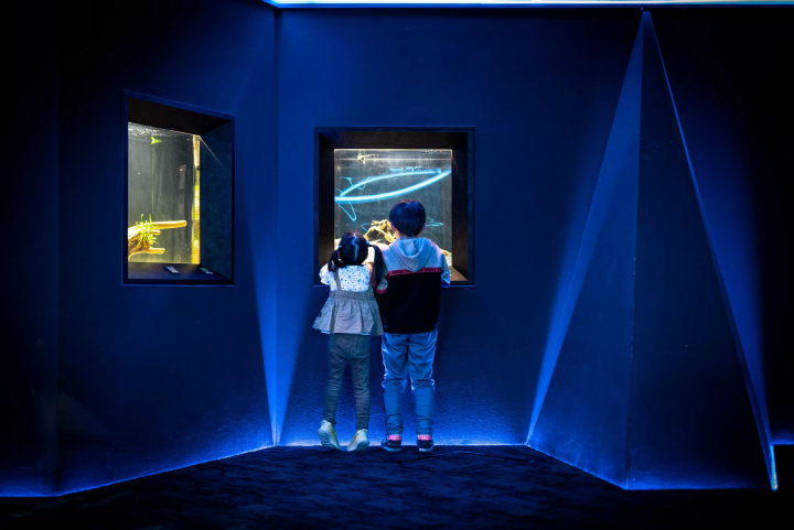 Photo courtesy of Kawasui Kawasaki Aquarium 