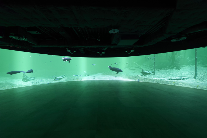 Photo courtesy of Kawasui Kawasaki Aquarium 