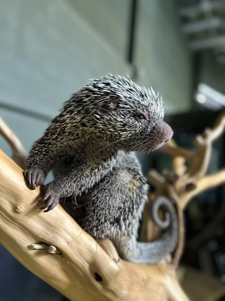 Photo courtesy of Kawasui Kawasaki Aquarium 