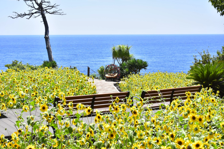 คู่มือครบวงจรสำหรับพิพิธภัณฑ์โคมไฟและสวนดอกไม้นิวยอร์ก ซึ่งตั้งอยู่ใกล้กับชายฝั่งโจงาซากิ และมีทิวทัศน์อันน่าทึ่ง!