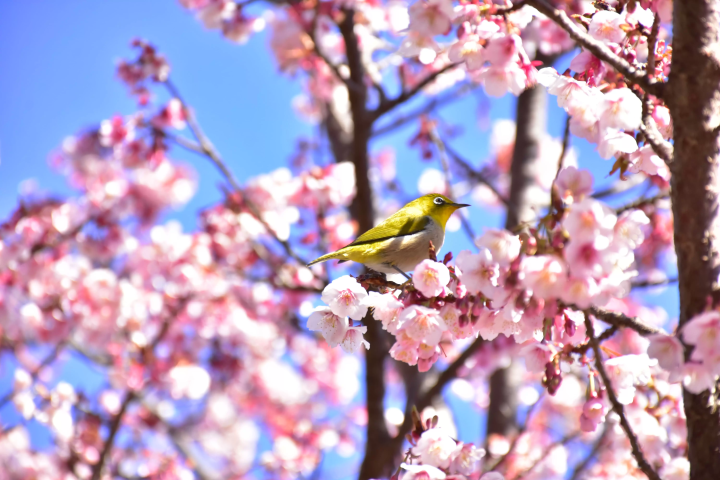 คู่มือครบวงจรสำหรับพิพิธภัณฑ์โคมไฟและสวนดอกไม้นิวยอร์ก ซึ่งตั้งอยู่ใกล้กับชายฝั่งโจงาซากิ และมีทิวทัศน์อันน่าทึ่ง!