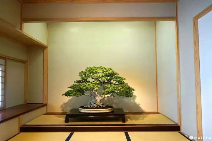 bonsai in Japan