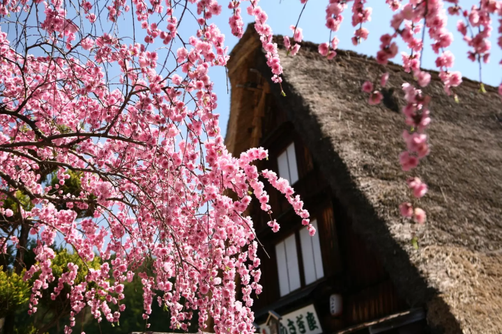 从名古屋直达仅需1小时40分钟！在岐阜下吕温泉合掌村体验日本历史
