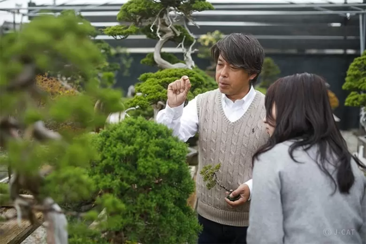 bonsai in himeji