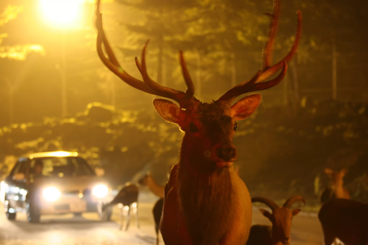 夜间野生动物园：在富士野生动物园夜间观察动物