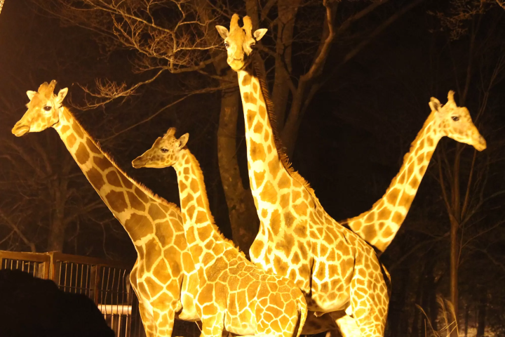 夜间野生动物园：在富士野生动物园夜间观察动物