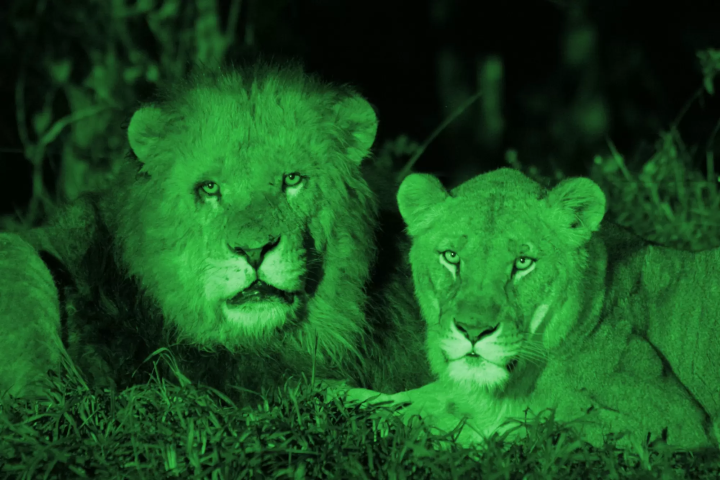 夜间野生动物园：在富士野生动物园夜间观察动物