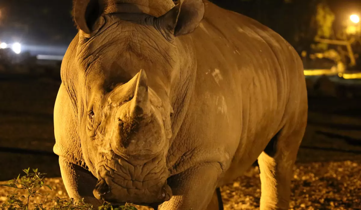 夜间野生动物园：在富士野生动物园夜间观察动物