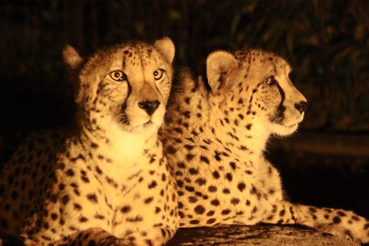 夜间野生动物园：在富士野生动物园夜间观察动物