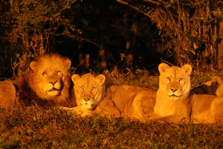 夜间野生动物园：在富士野生动物园夜间观察动物