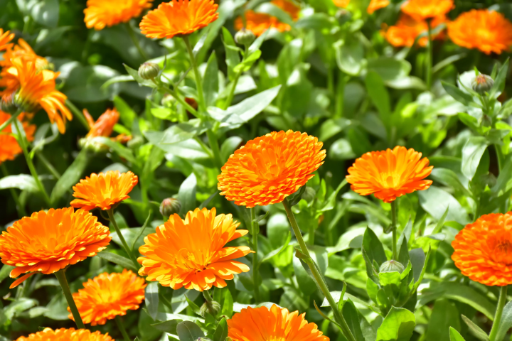 คู่มือครบวงจรสำหรับพิพิธภัณฑ์โคมไฟและสวนดอกไม้นิวยอร์ก ซึ่งตั้งอยู่ใกล้กับชายฝั่งโจงาซากิ และมีทิวทัศน์อันน่าทึ่ง!