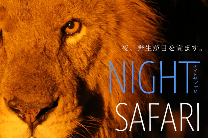 夜間野生動物園：觀察夜間動物的生態