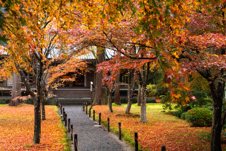 有一个可以私人欣赏京都红叶的特别旅行！