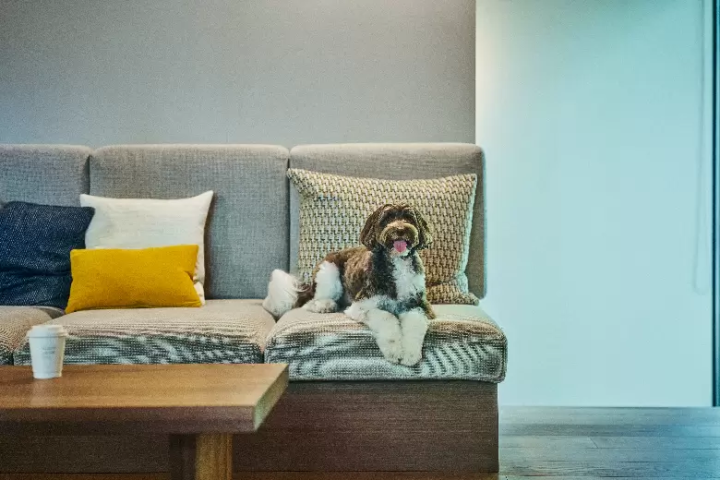 箱根石原開設了可以和狗狗一起入住的狗狗友善別墅