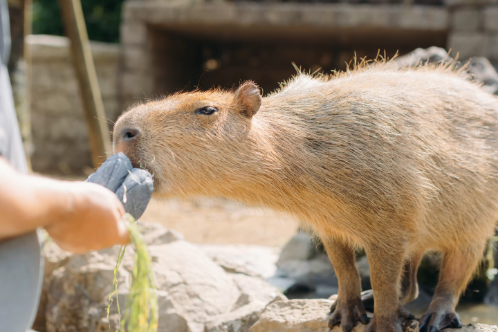 5 ที่พักแนะนำในอิซุ! เดินทางสะดวกจากสวนสัตว์กระบองเพชรอิซุและสวนสาธารณะอิซุแกรนปาล