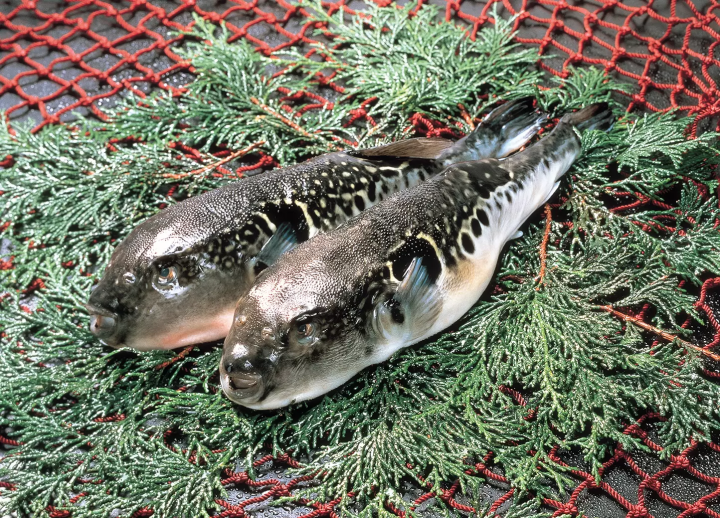 A journey to discover the mysteries and charms of fermentation in Hokuriku -TOYAMA/ISHIKAWA/FUKUI-