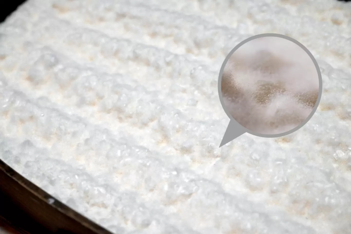 The rice koji from Ishikuro Tane Koji-ten is as beautiful and pure white as fresh snow, covered in fluffy mycelium.