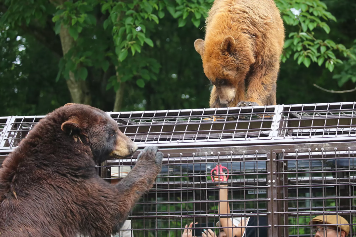 A wire mesh stretches all the way to the ceiling! Ride the Super Jungle Bus and experience the thrill of Fuji Safari Park!