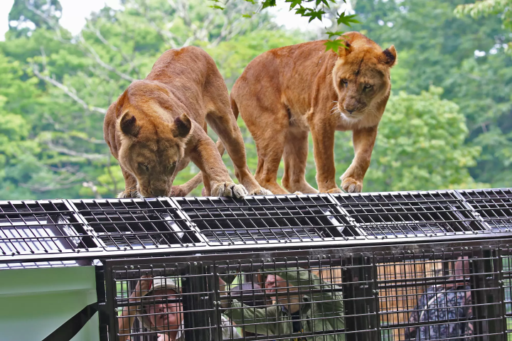 A wire mesh stretches all the way to the ceiling! Ride the Super Jungle Bus and experience the thrill of Fuji Safari Park!