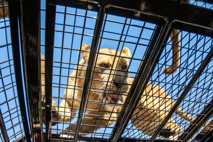 A wire mesh stretches all the way to the ceiling! Ride the Super Jungle Bus and experience the thrill of Fuji Safari Park!